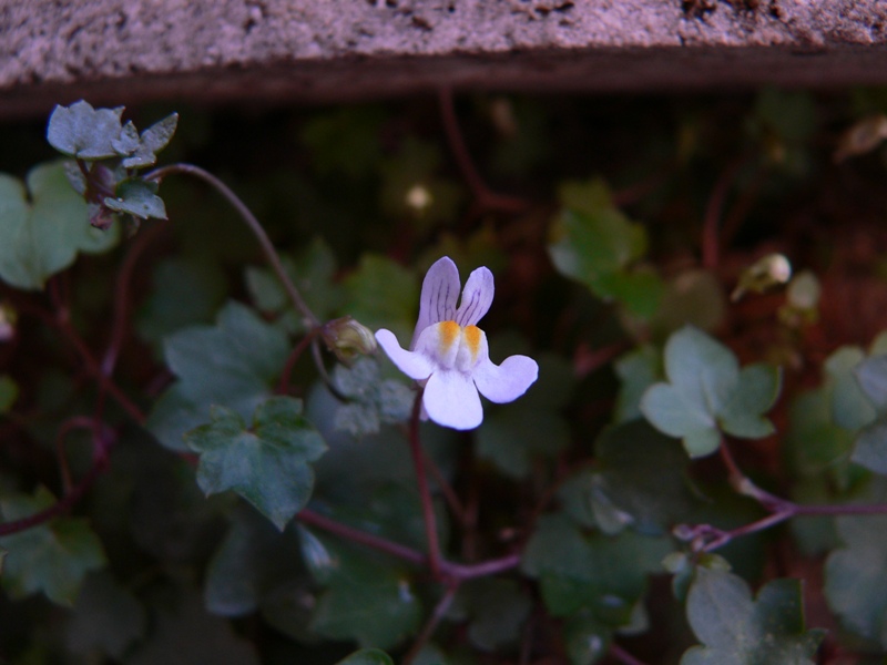 Cymbalaria muralis / Ciombolino comune